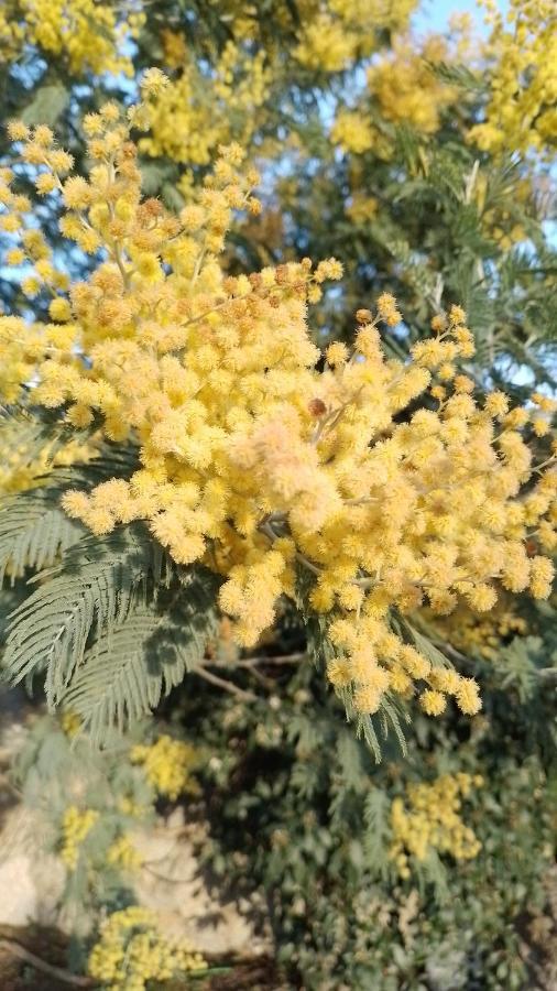 فيلا Casa Rural El Refugi Platja D'Aro 4 Romanyá de la Selva المظهر الخارجي الصورة